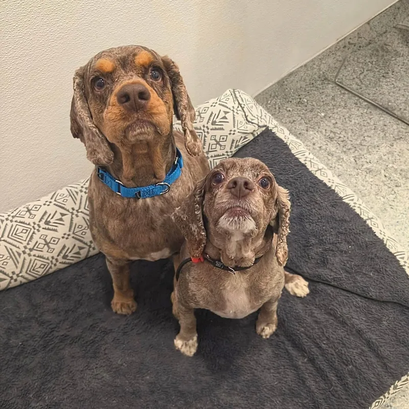 Layla and Louis
