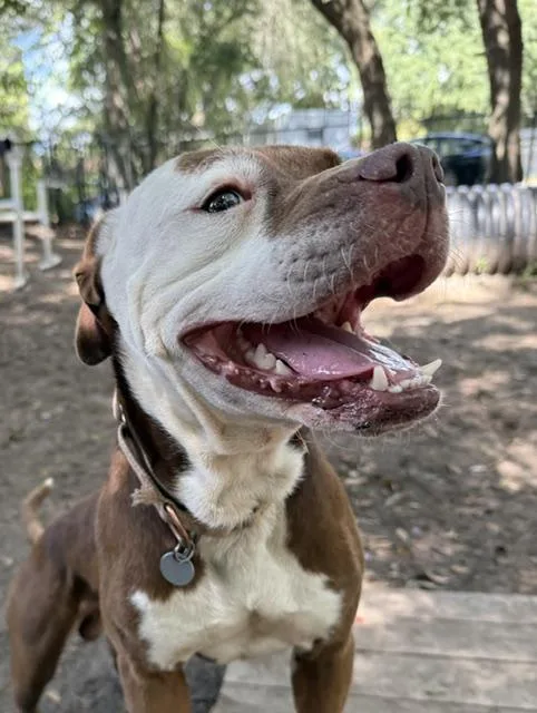 An adult medium-sized male White / Cream Mixed Breed dog named Rooty Tooty for adoption in Charleston, SC