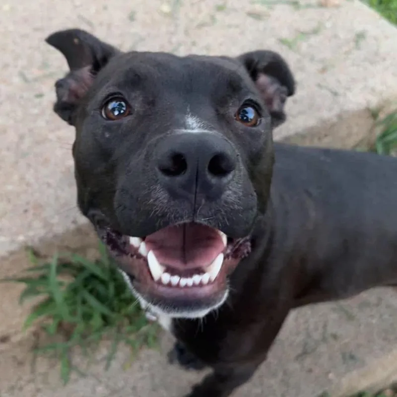 A young small-sized female Pit Bull Terrier dog named Dizzy for adoption in Bendena, KS