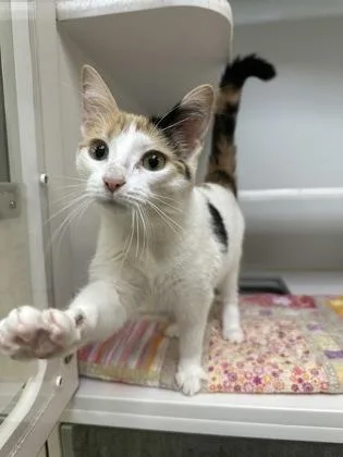 An adult medium-sized female Domestic Short Hair cat named Princess Peach for adoption in Traverse City, MI