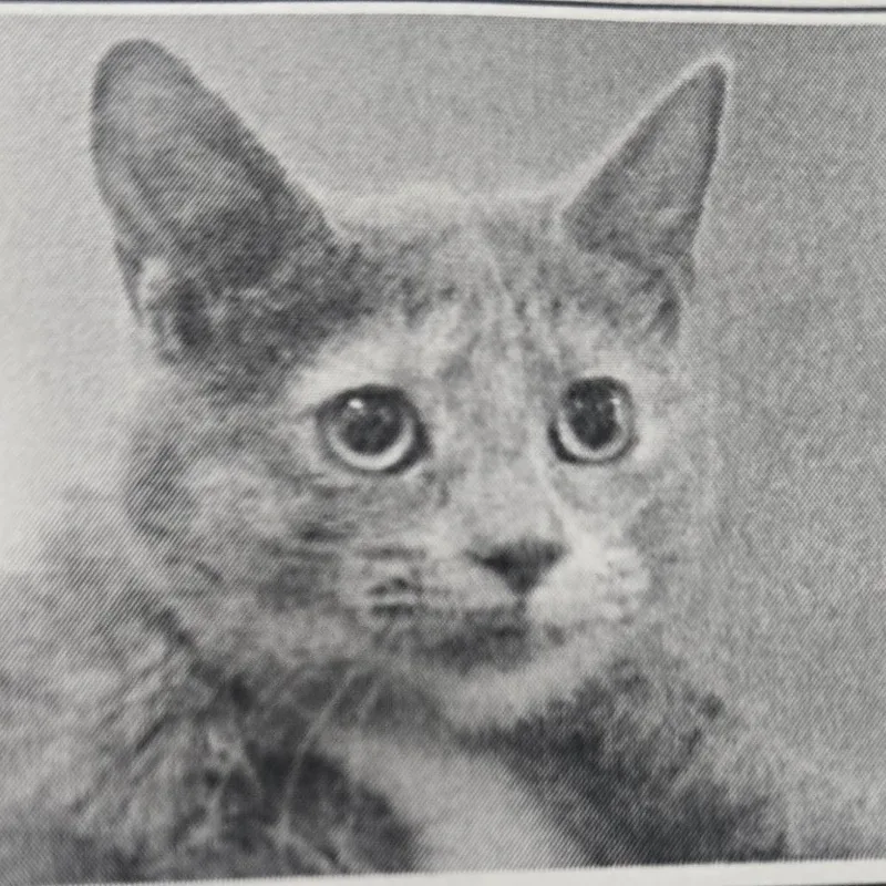 A baby small-sized female Tortoiseshell Domestic Short Hair cat named Velveeta for adoption in San Jacinto, CA