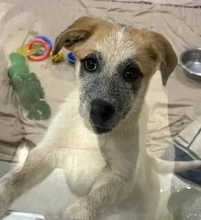 A baby medium-sized female Tricolor (Brown, Black, & White) Mixed Breed dog named Rye for adoption in Maryville, TN