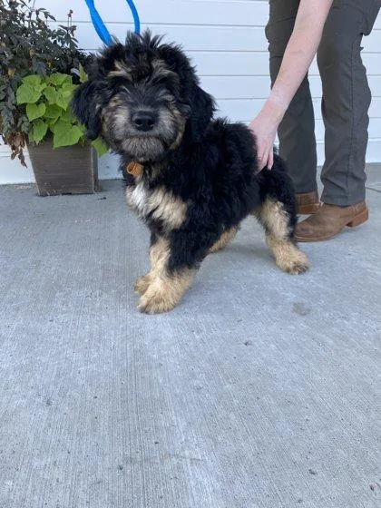 A baby small-sized male Australian Shepherd dog named Wren for adoption in Fergus Falls, MN