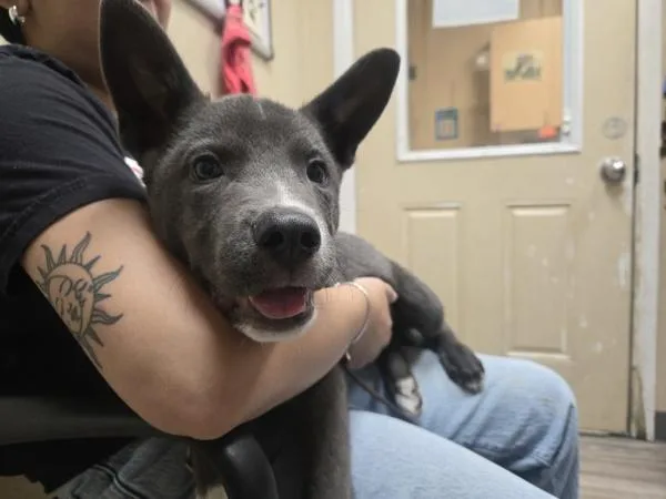 A baby small-sized male Shepherd dog named Oogie Boogie for adoption in Oceanside, CA