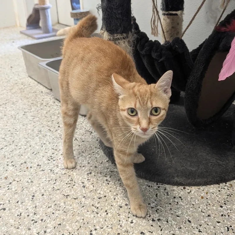 A young small-sized female Orange / Red Domestic Short Hair cat named Sunny for adoption in Winchester, TN
