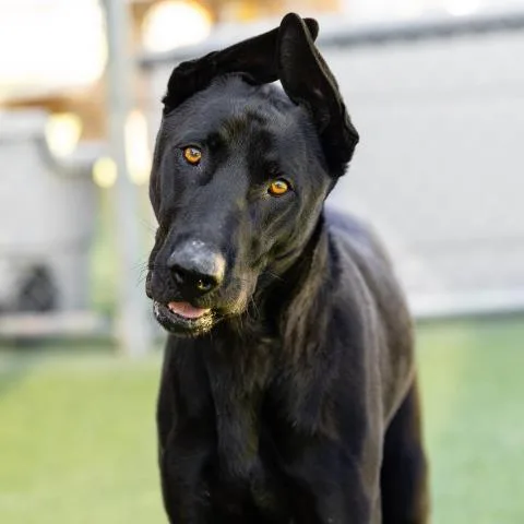An adult large-sized male Labrador Retriever dog named Buki for adoption in Camarillo, CA