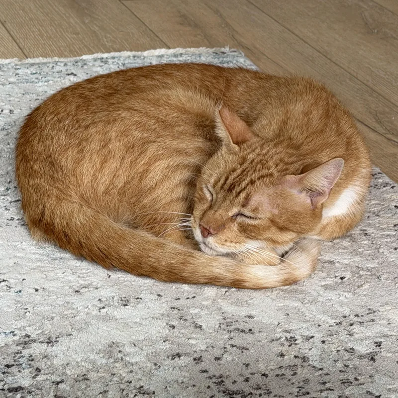 An adult medium-sized male Orange & White Domestic Short Hair cat named Chili for adoption in Mission Viejo, CA