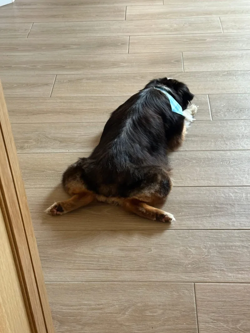 Bailey thumbnail 6