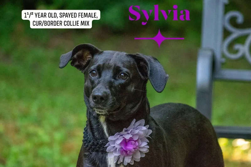 Sylvia thumbnail 3
