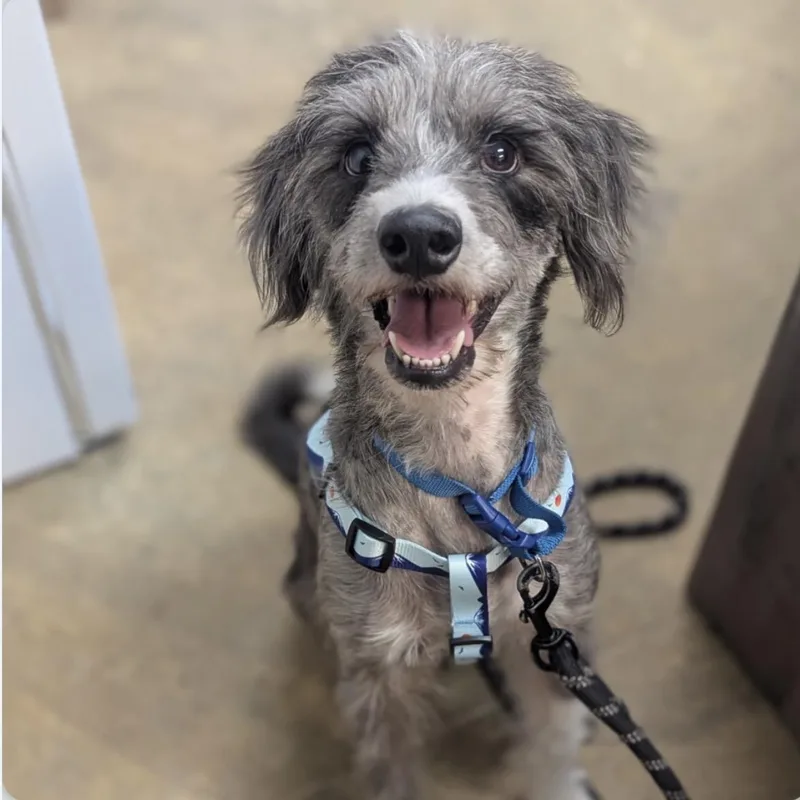 An adult small-sized male Chinese Crested Dog dog named Murdurk for adoption in Indiana, PA