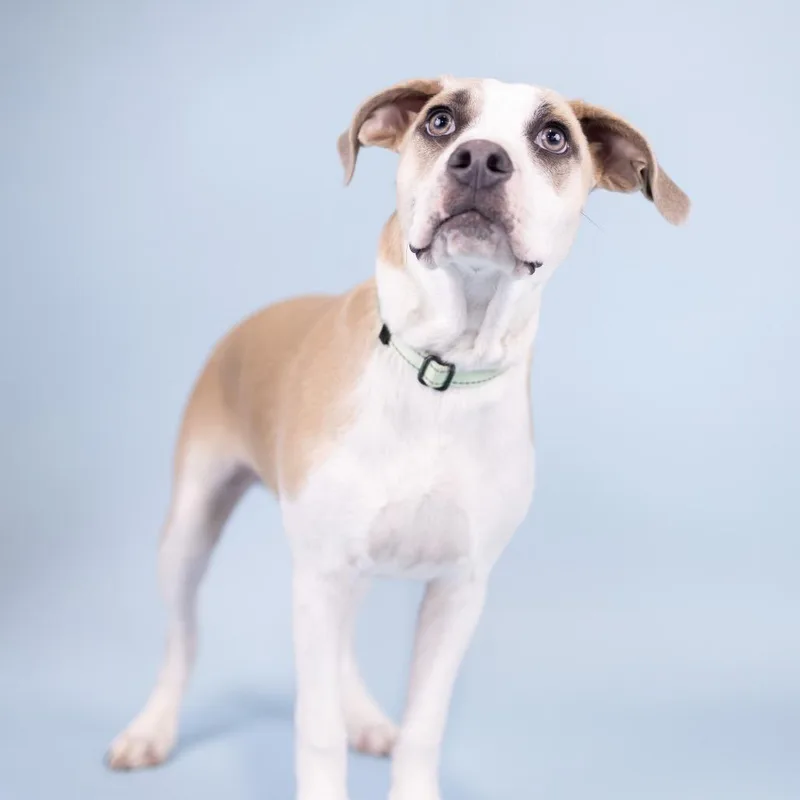 A young medium-sized male White / Cream English Bulldog dog named Romeo for adoption in Portland, OR