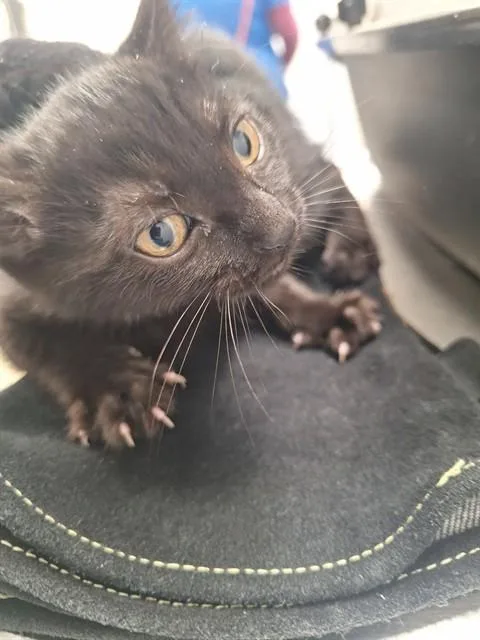 A baby small-sized female Domestic Short Hair cat named Kimiko for adoption in Fort Lauderdale, FL