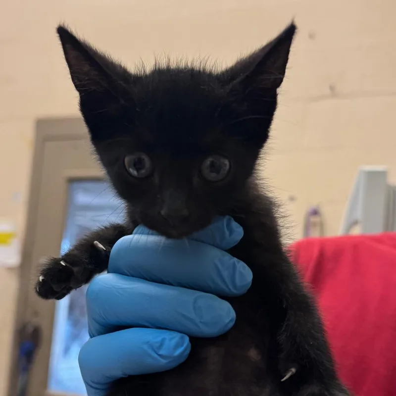 A baby small-sized female Black Domestic Short Hair cat named Adidas for adoption in Birmingham, AL