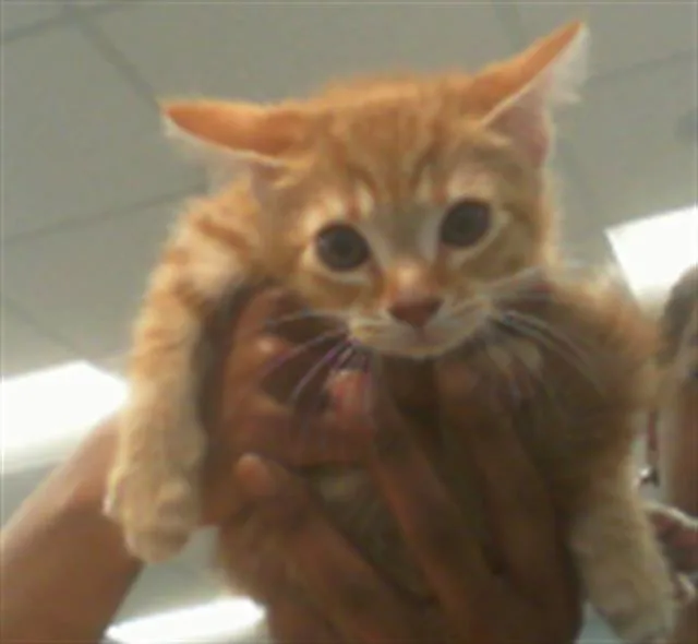 A baby small-sized male Domestic Short Hair cat named Hobbes for adoption in Charlotte, NC