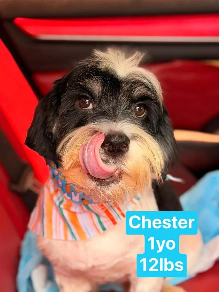 An adult small-sized male Tricolor (Brown, Black, & White) Retriever dog named Chester for adoption in Valley Stream, NY