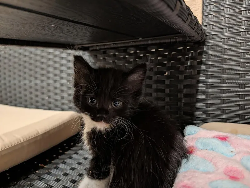 A baby medium-sized male Black & White / Tuxedo Domestic Short Hair cat named Ralph Lauren for adoption in Davison, MI