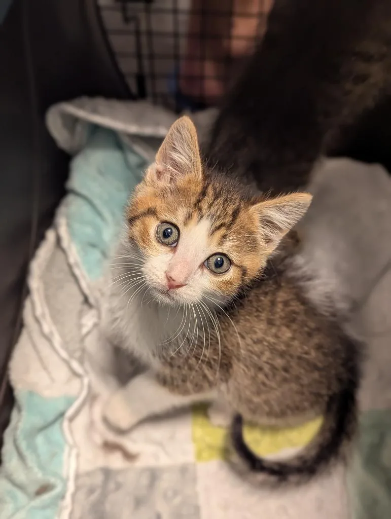 A baby medium-sized male Domestic Short Hair cat named Stanley for adoption in St. Cloud, MN