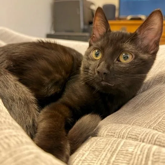 A baby small-sized female Black Domestic Medium Hair cat named Poppy for adoption in Pleasanton, CA