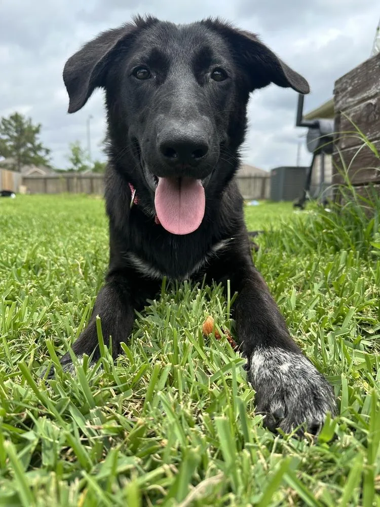 A young large-sized male Tricolor (Brown, Black, & White) Labrador Retriever dog named Jetti for adoption in Brookshire, TX