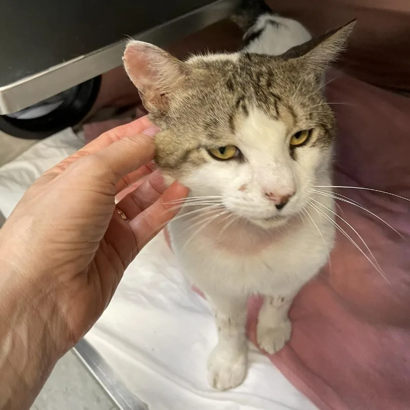 An adult large-sized male White Domestic Short Hair cat named Palo Alto for adoption in Austin, TX