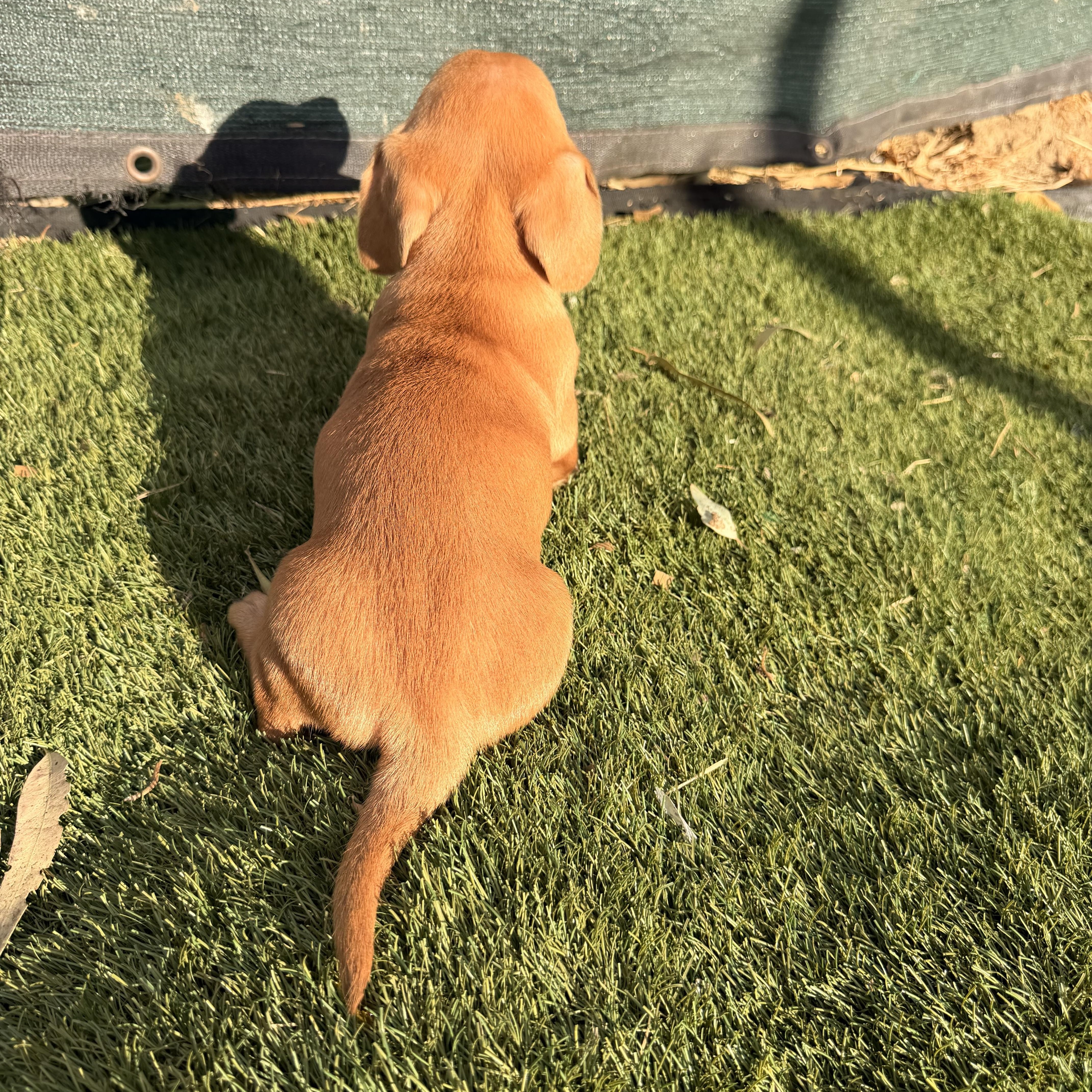 A baby small-sized male Dachshund dog named Ruppert for adoption in Redlands , CA