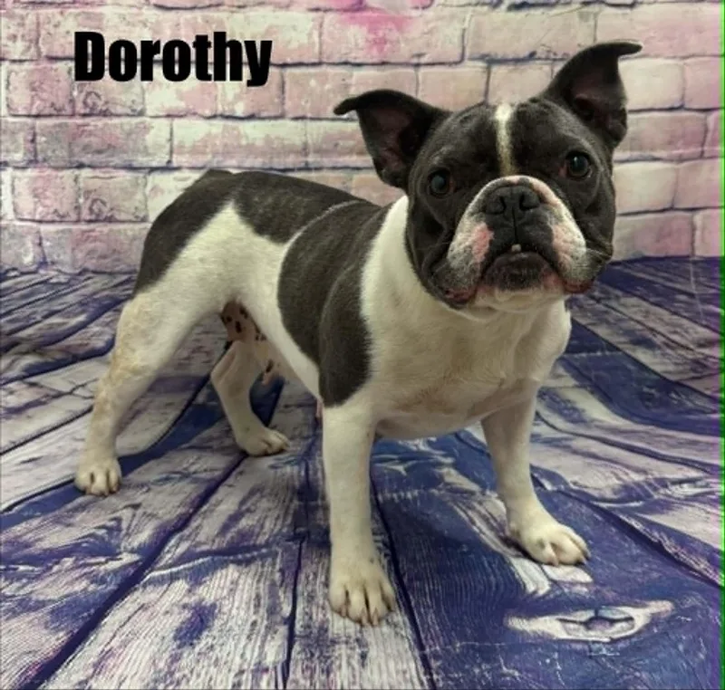 Dorothy thumbnail 2