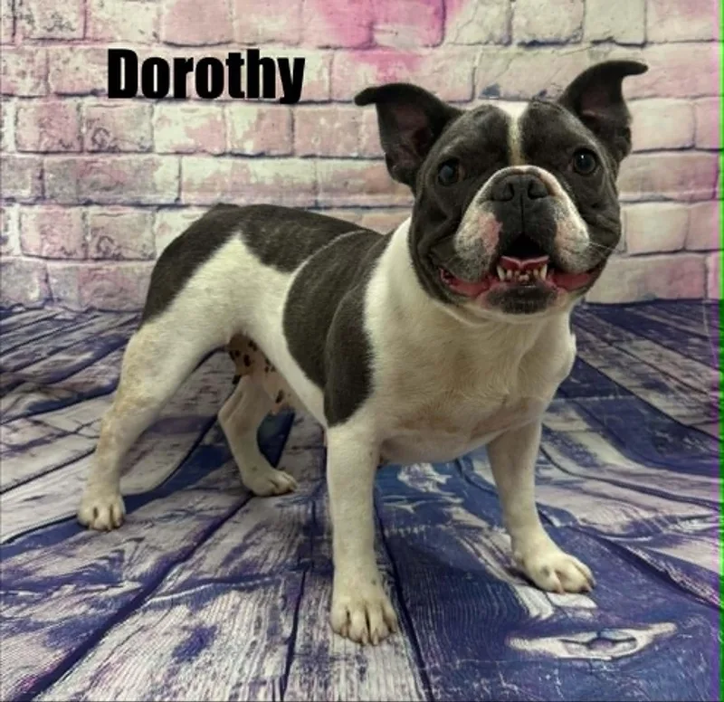 Dorothy thumbnail 3