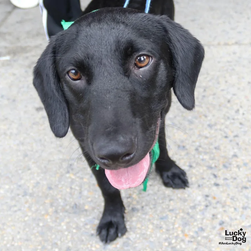 A baby large-sized male Labrador Retriever dog named Scout for adoption in Washington, DC