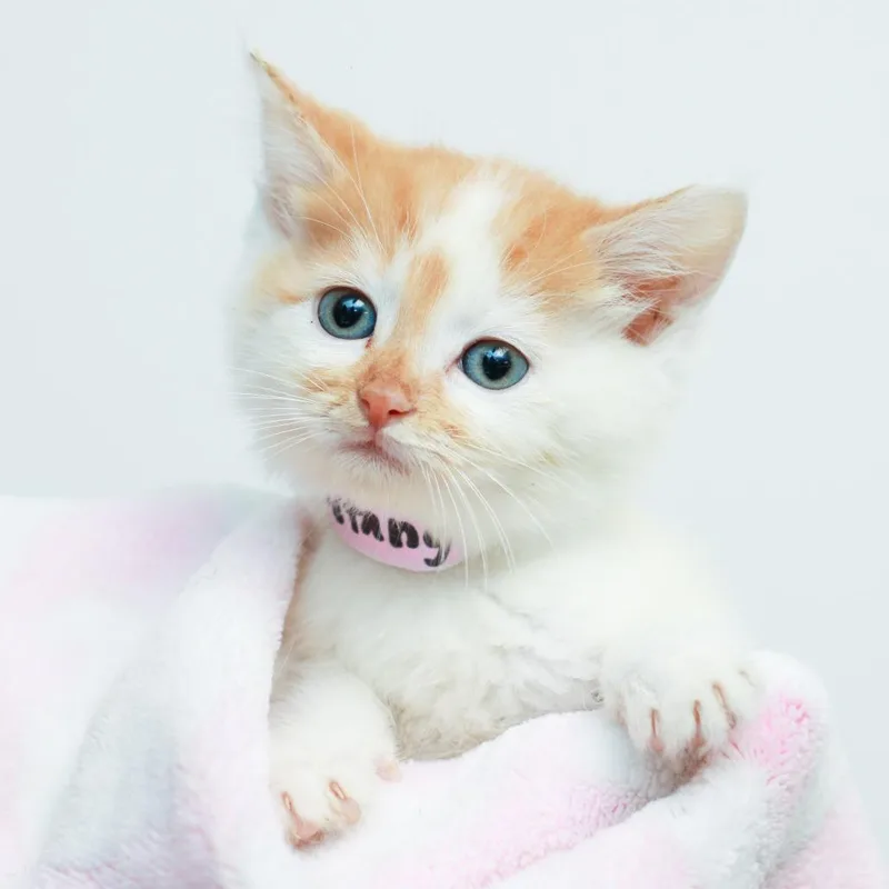 A baby small-sized female White Domestic Short Hair cat named Mustang for adoption in Hattiesburg, MS