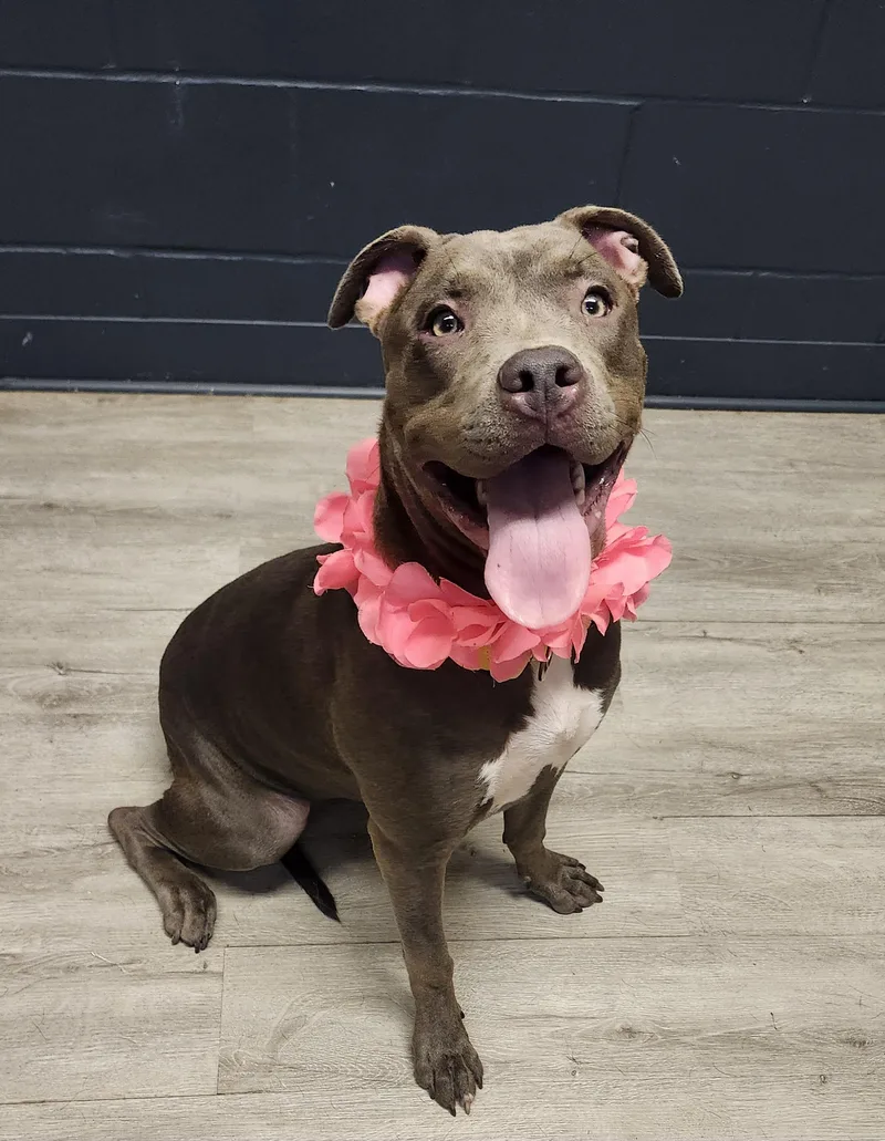 A young medium-sized female Gray / Blue / Silver American Bully dog named Dahlia for adoption in Mansfield, OH