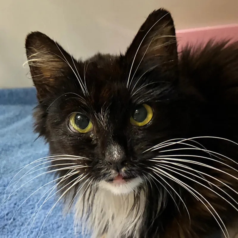 An adult small-sized female Black Domestic Long Hair cat named Fraggle for adoption in Redwood City, CA
