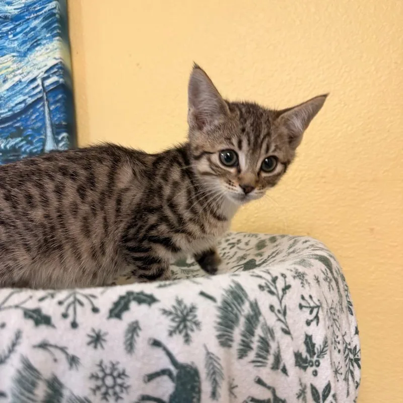 Soren  Loves To thumbnail 2