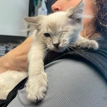 A baby medium-sized male Lilac Point Siamese cat named Pop Eye for adoption in Holly, MI