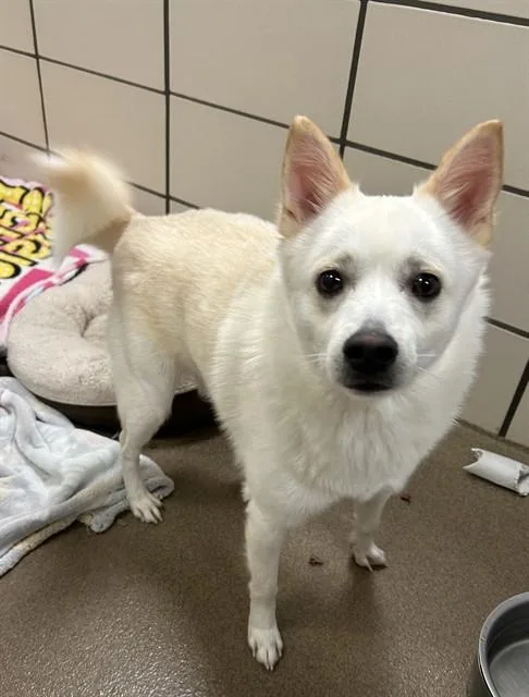 A young medium-sized male American Eskimo Dog dog named Snowball for adoption in Fort Wayne, IN