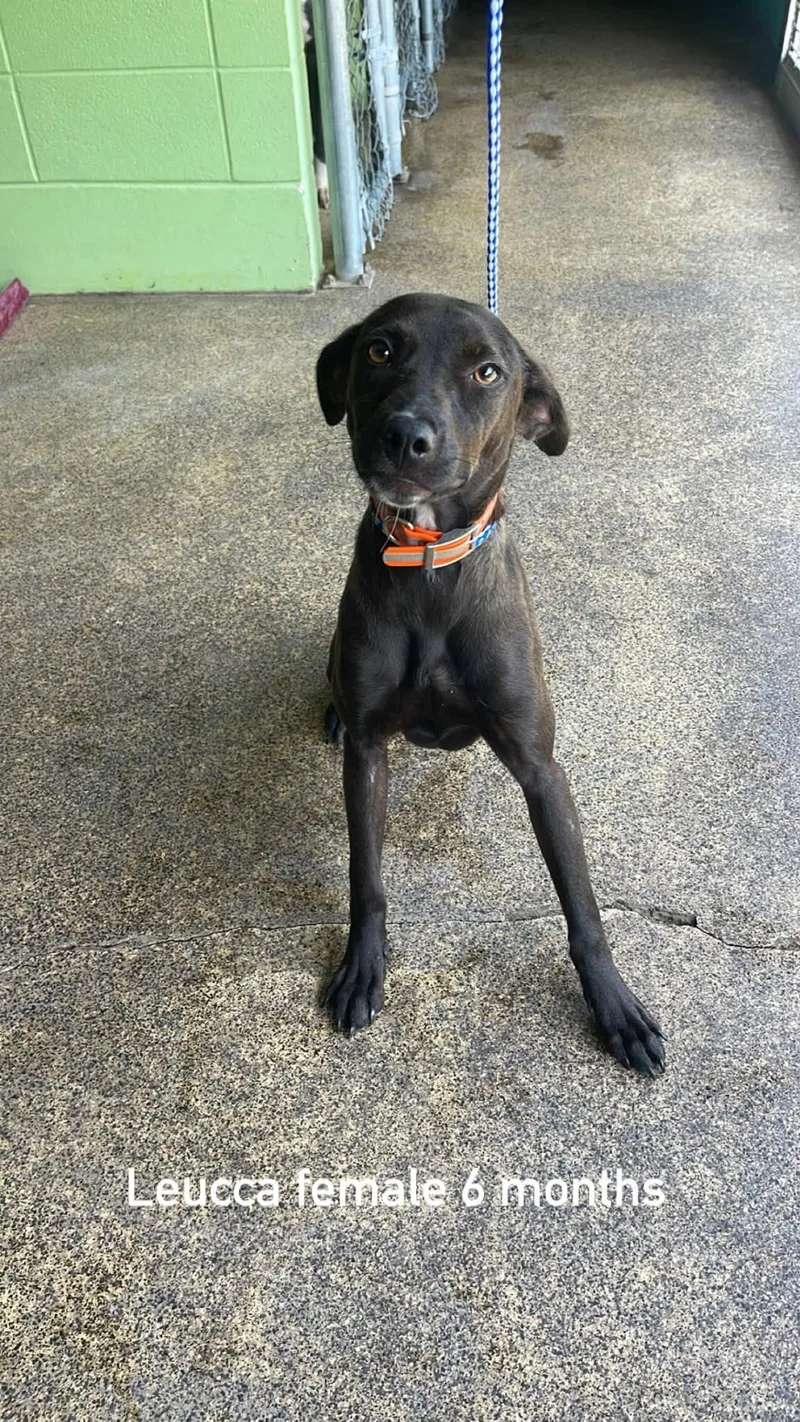 A young medium-sized female Brown / Chocolate Hound dog named Leucca for adoption in Fort Payne, AL