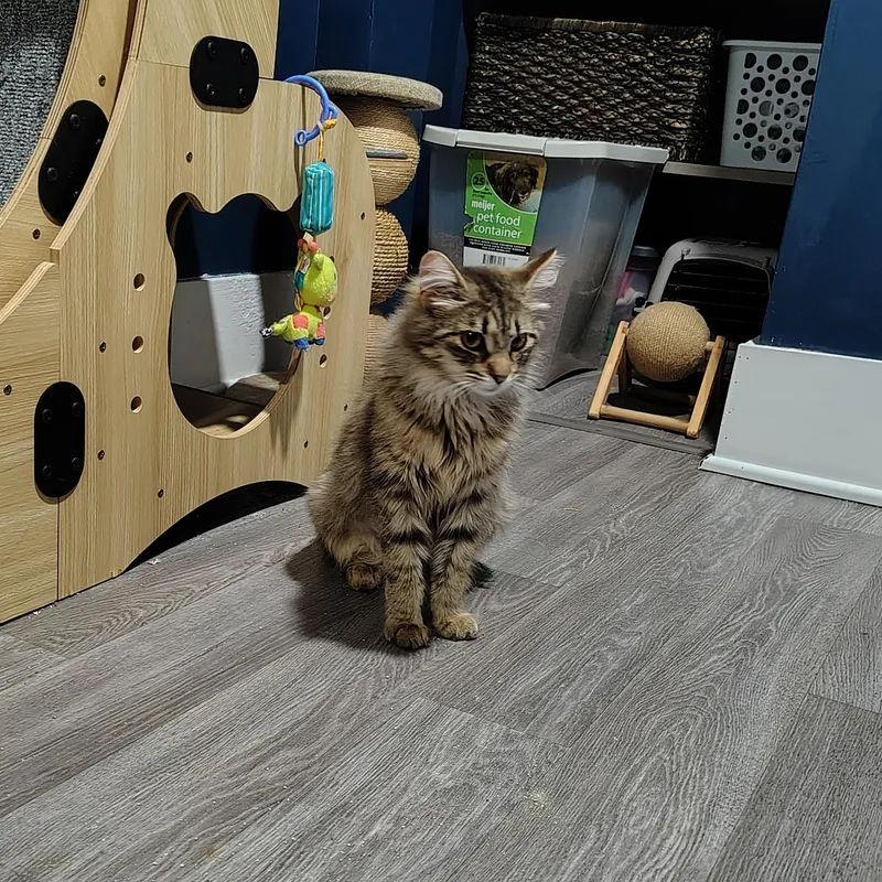 A young small-sized female Tabby (Brown / Chocolate) Domestic Long Hair cat named Delilah for adoption in Ionia, MI
