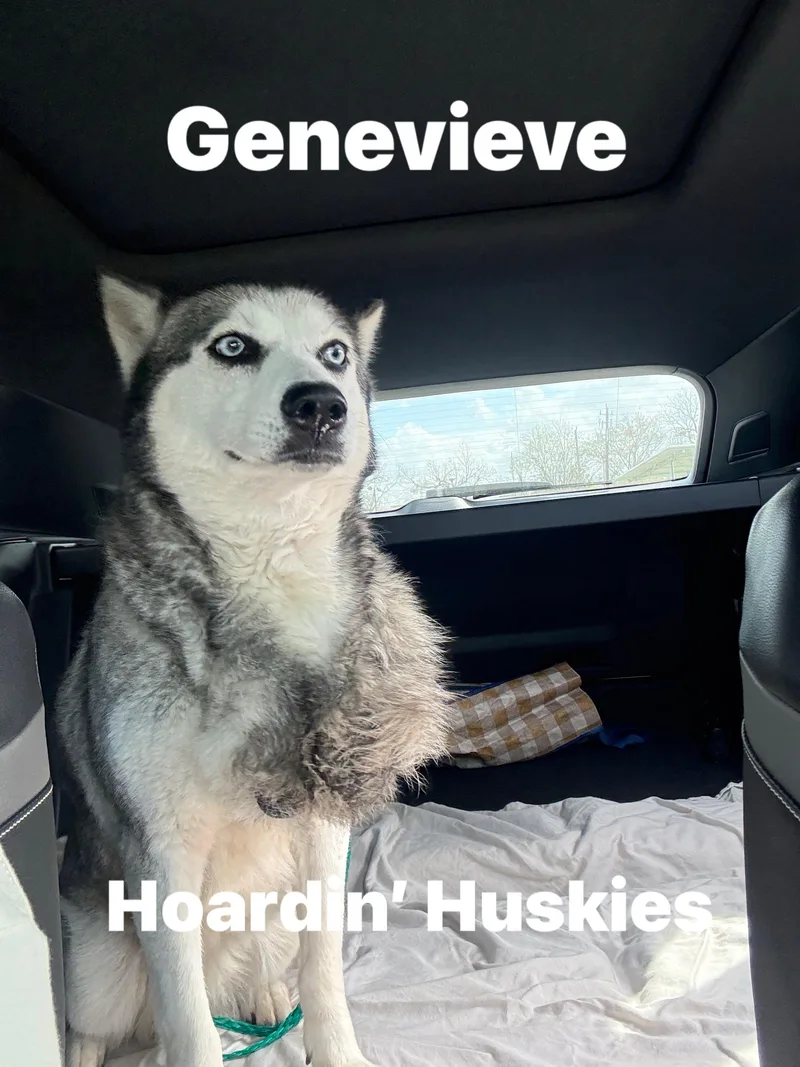 An adult medium-sized female Siberian Husky dog named Genevieve for adoption in Sumter, SC