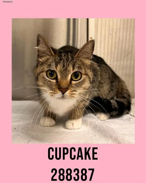 A young large-sized female Domestic Short Hair cat named Cupcake for adoption in Macon, GA