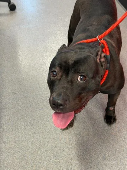 An adult medium-sized female Mixed Breed dog named Winnie for adoption in West Chester, PA
