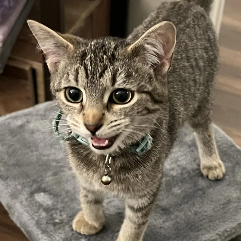 An adult medium-sized female Brown / Chocolate Domestic Short Hair cat named Shallot for adoption in Evanston, IL