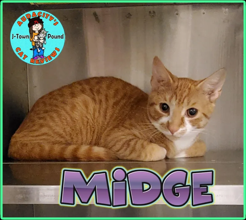 Midge thumbnail 3