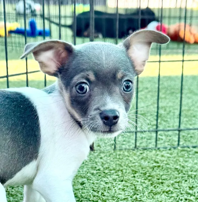 A baby small-sized male Chihuahua dog named Hank for adoption in Cape Coral, FL