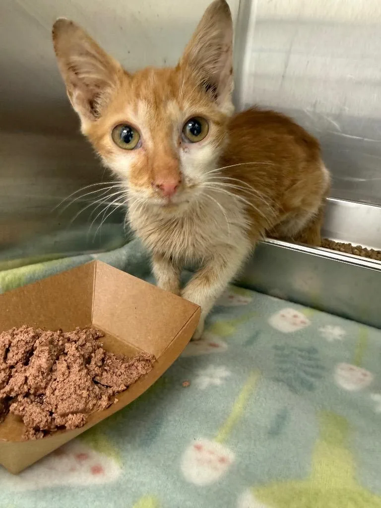 A baby medium-sized male Domestic Short Hair cat named Ringo for adoption in Hartsville, SC