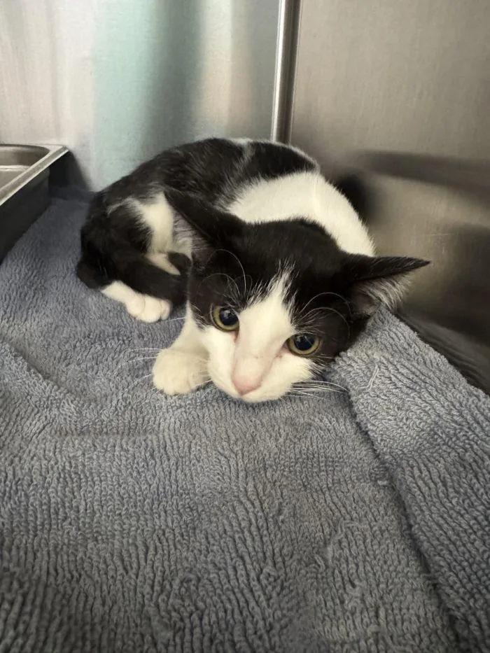 A young small-sized male Black & White / Tuxedo Domestic Short Hair cat named Buster Keaton for adoption in Hilton Head Island, SC