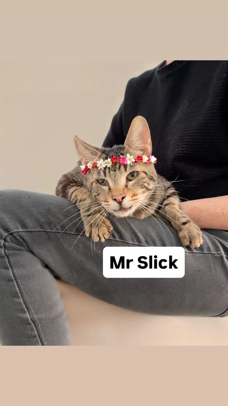 An adult medium-sized male Domestic Short Hair cat named Mr Slick Martinez for adoption in Walnut Creek, CA