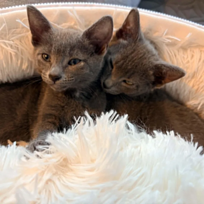 A baby small-sized male Gray / Blue / Silver Domestic Short Hair cat named Kiwi for adoption in Antioch, CA