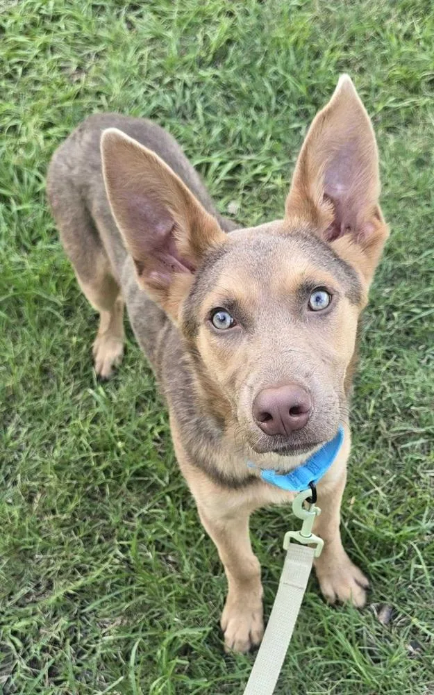 A baby medium-sized male Tricolor (Brown, Black, & White) Shepherd dog named Jackson Jr for adoption in Lakeland, FL