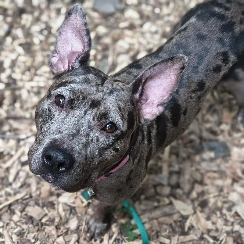 An adult medium-sized female Gray / Blue / Silver Mixed Breed dog named Starr for adoption in Edwardsville, IL