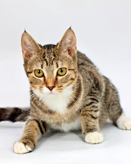 A baby small-sized female Domestic Short Hair cat named Pomegranate for adoption in Morton Grove, IL
