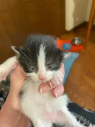 An adult small-sized female Domestic Long Hair cat named Fairmount for adoption in Cincinnati, OH